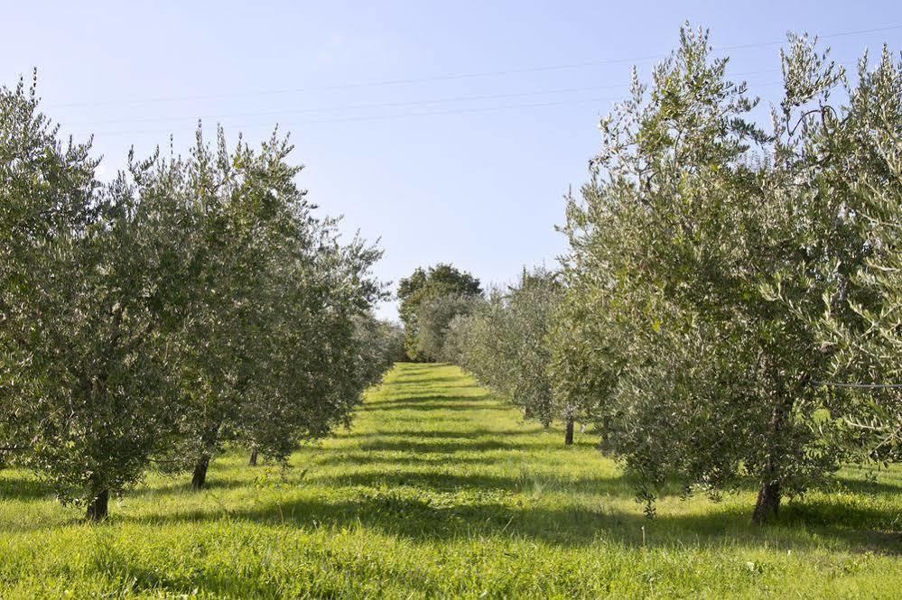 Villa Campestri Olive Oil Resort Vicchio Exterior foto
